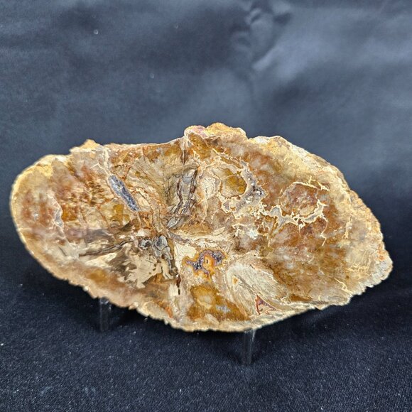 Petrified Wood Slab - Picture 2 of 8